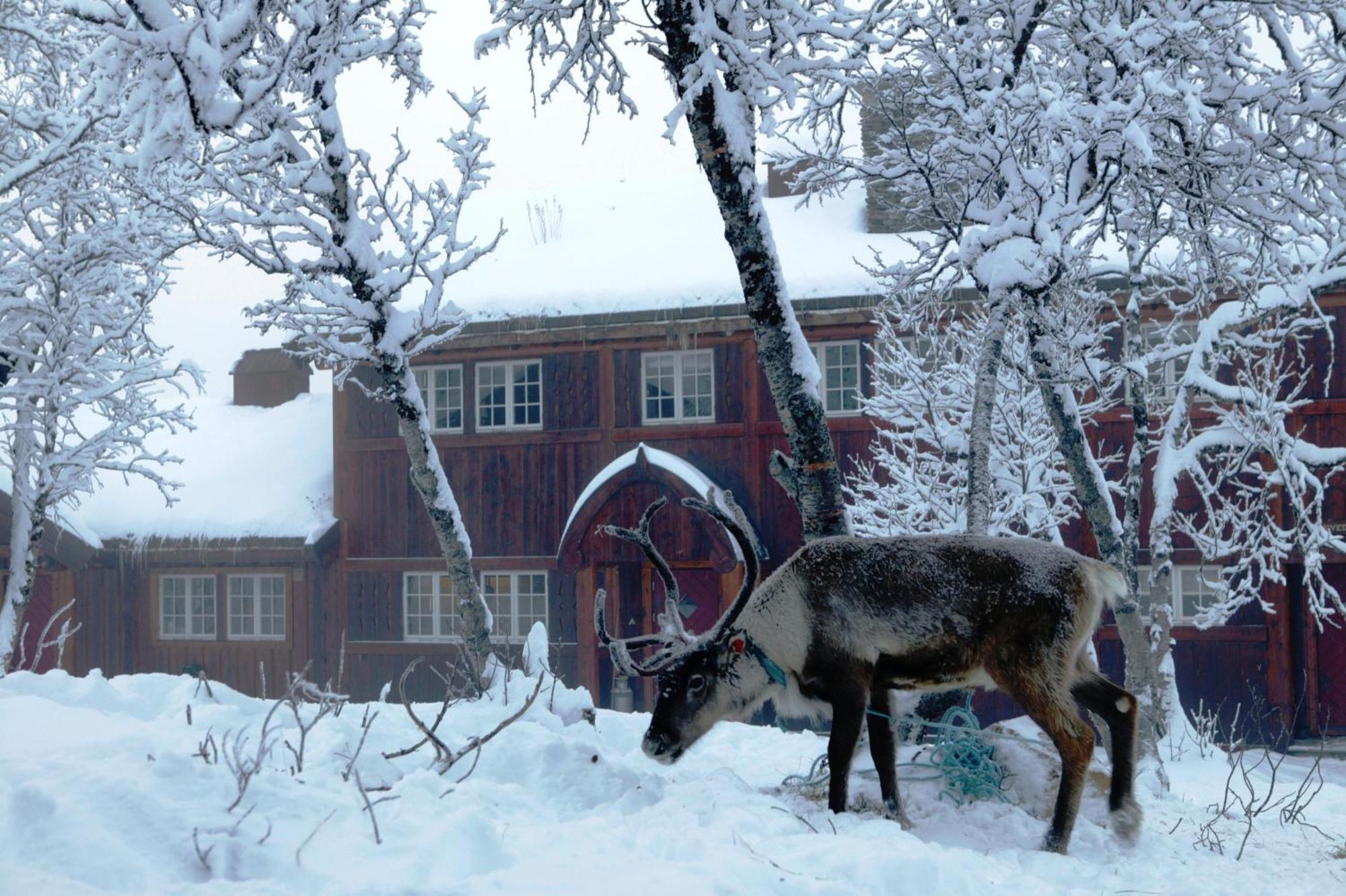 Harahorn Fjellgard Hotel Grøndalen Kültér fotó