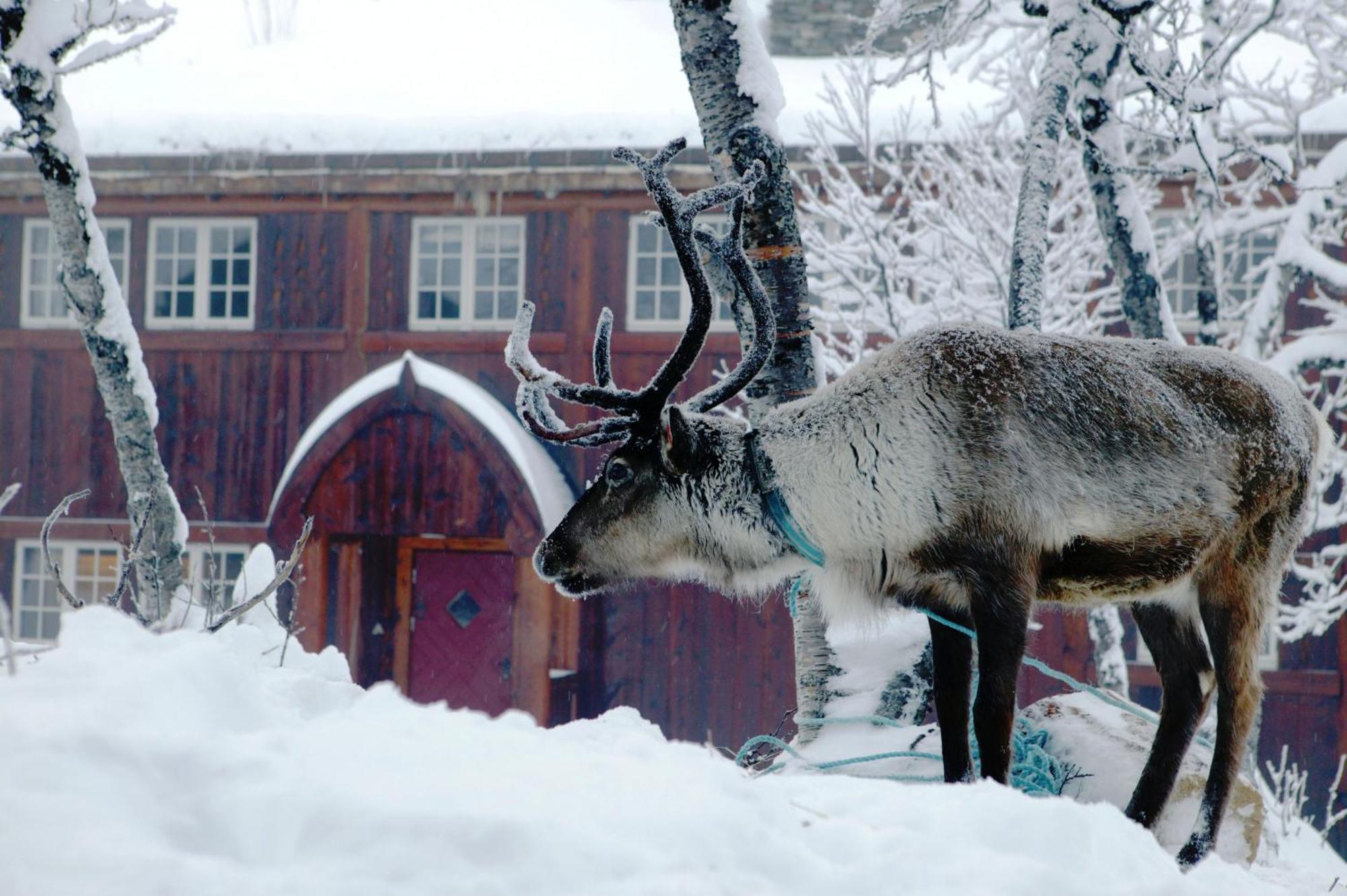 Harahorn Fjellgard Hotel Grøndalen Kültér fotó
